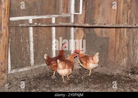 Pollo che cammina all'interno di una fattoria di legno Foto Stock