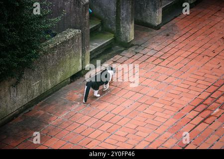Un gatto bianco e nero che cammina su una strada di piastrelle rosse a Londra Foto Stock