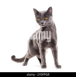 Grigio incrociato gatto occhi gialli, isolato su bianco Foto Stock