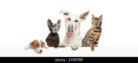 Gruppo di animali domestici appoggiati insieme su un banner Web vuoto per inserire il testo. Gatti e cani Foto Stock