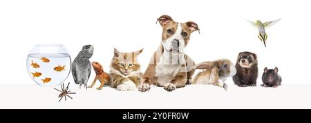 Gruppo di animali domestici appoggiati insieme su un banner Web vuoto per inserire il testo. Gatti, cani, conigli, furetti, roditori, rettile, uccello Foto Stock