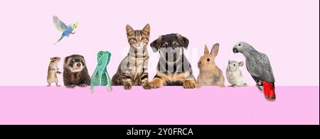 Gruppo di animali domestici appoggiati insieme sul banner Web ana vuoto per inserire il testo. Gatti, cani, conigli, furetti, roditori, rettile, uccello, isolato sul rosa Foto Stock