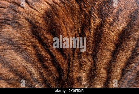 Primo piano della vera pelliccia di gatto Toyger che mostra la consistenza e il motivo delle strisce nere Foto Stock