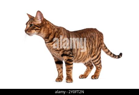 Toyger Cat in piedi con il suo corpo leggermente girato e guardando con attenzione al suo fianco Foto Stock