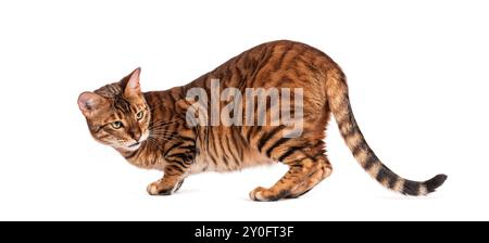 Gatto Toyger accovacciato e guardando lontano con interesse, isolato su sfondo bianco Foto Stock