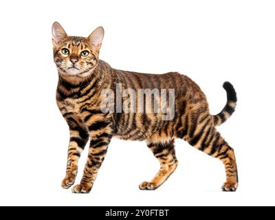 Il gatto Toyger è in piedi e sembra curioso con il suo cappotto a righe Foto Stock