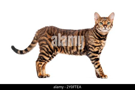 Toyger Cat è in piedi e guarda lontano dalla telecamera Foto Stock