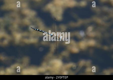 Migrante Hawker o Autumn Hawker Dragonfly maschio in volo - Aeshna mixta Foto Stock