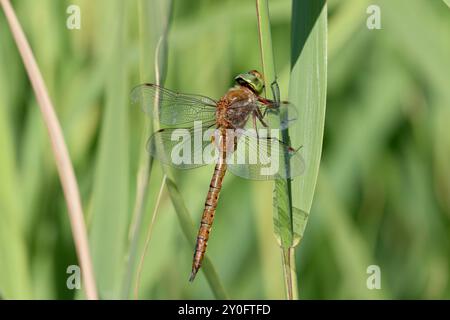 Norfolk Hawker o Hawker Dragonfly maschio dagli occhi verdi - isocele di Aeshna Foto Stock