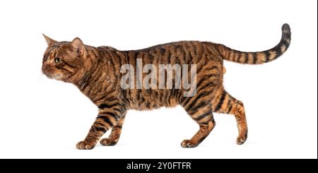 Toyger Cat cammina con sicurezza con la sua coda a strisce tenuta alta Foto Stock
