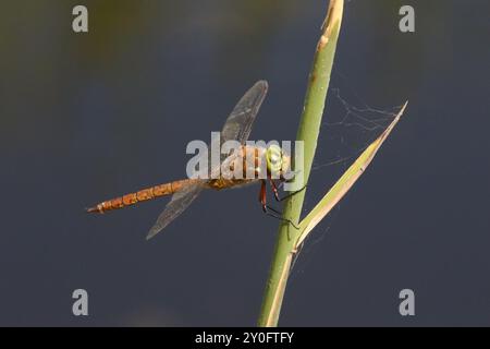 Norfolk Hawker o Hawker Dragonfly maschio dagli occhi verdi - isocele di Aeshna Foto Stock