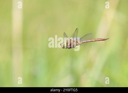 Norfolk Hawker o Hawker Dragonfly dagli occhi verdi maschio in volo - isocele Aeshna Foto Stock