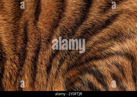 Primo piano della vera pelliccia di gatto Toyger che mostra la consistenza e il motivo delle strisce nere Foto Stock