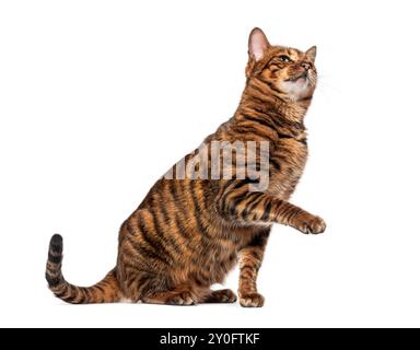 Gatto Toyger seduto di profilo, alzando una zampa e guardando in alto con interesse su sfondo bianco Foto Stock