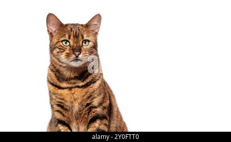 Gatto Toyger seduto e guardando lo sfondo bianco Foto Stock