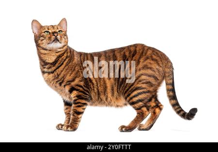 Toyger Cat in piedi e guardando in alto curiosamente, isolato su sfondo bianco Foto Stock