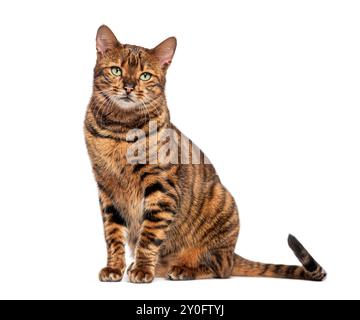 Gatto Toyger seduto e guardando avanti su uno sfondo bianco Foto Stock