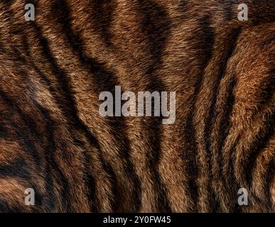 Primo piano della vera pelliccia di gatto Toyger che mostra la consistenza e il motivo delle strisce nere Foto Stock