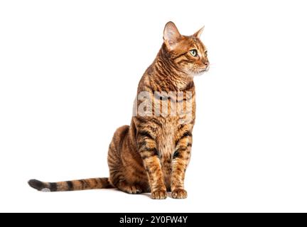 Toyger Cat è seduto e guarda lontano dalla telecamera su uno sfondo bianco Foto Stock