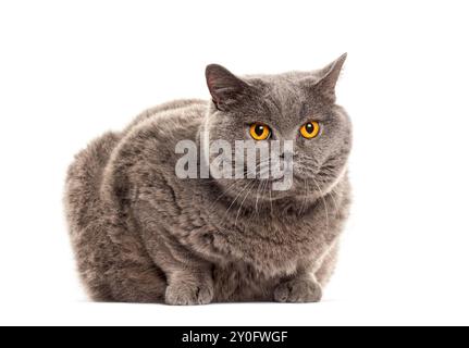 Grande gatto grigio shorthair seduto e in posa su sfondo bianco Foto Stock