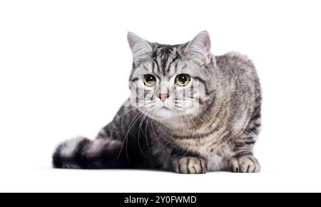 Adulto, tabby d'argento, gatto britannico shorthair sdraiato e distinto, isolato sul bianco Foto Stock