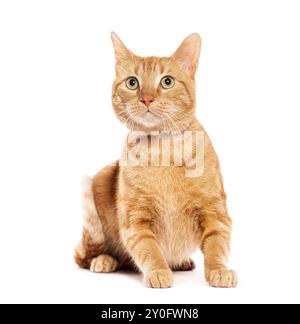 Ginger Tabby gatto europeo seduto e guardando in alto, isolato sul bianco Foto Stock