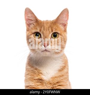 Ritratto del gatto dello zenzero che fissa con uno sguardo intenso su sfondo bianco Foto Stock