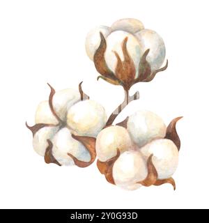 Bordini di cotone maturo. Composizione di fiori di cotone soffice essiccati isolati ad acquerello per logo, etichette, design di imballaggi, ornamenti e decorazioni di motivi Foto Stock
