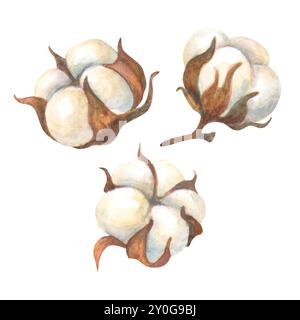 Set di acquerelli di fiori di cotone isolati. Pianta delicata dipinta a mano su sfondo bianco. Clipart floreale per disegni e stampe di tessuti o di sfondo Foto Stock