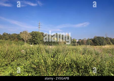 Natur in Ballungsräumen Grünland mit Büschen und Wald im sommerlichen Essener Ruhrtal unter Einwirkung von Hitze und Trockenheit Essen Nordrhein-Westfalen Deutschland *** natura nelle conurbazioni praterie con arbusti e foreste nella valle della Ruhr di Essen in estate sotto l'influenza del calore e della siccità Essen Renania settentrionale-Vestfalia Germania Foto Stock