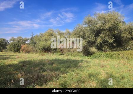 Natur in Ballungsräumen Grünland mit Büschen und Wald im sommerlichen Essener Ruhrtal unter Einwirkung von Hitze und Trockenheit Essen Nordrhein-Westfalen Deutschland *** natura nelle conurbazioni praterie con arbusti e foreste nella valle della Ruhr di Essen in estate sotto l'influenza del calore e della siccità Essen Renania settentrionale-Vestfalia Germania Foto Stock