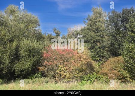 Natur in Ballungsräumen Grünland mit Büschen und Wald im sommerlichen Essener Ruhrtal unter Einwirkung von Hitze und Trockenheit Essen Nordrhein-Westfalen Deutschland *** natura nelle conurbazioni praterie con arbusti e foreste nella valle della Ruhr di Essen in estate sotto l'influenza del calore e della siccità Essen Renania settentrionale-Vestfalia Germania Foto Stock