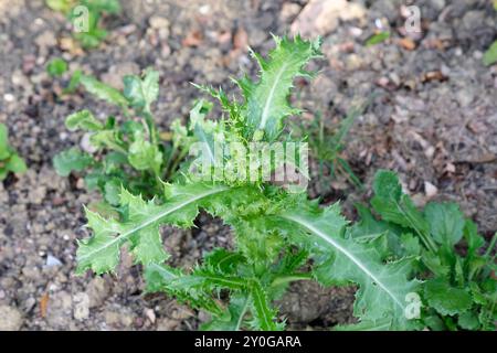 Un'estate all'inizio del Thistle Cirsium arvense che cresce in un confine con il giardino, nel Regno Unito. Foto Stock