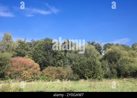 Natur in Ballungsräumen Grünland mit Büschen und Wald im sommerlichen Essener Ruhrtal unter Einwirkung von Hitze und Trockenheit *** natura nelle aree urbane praterie con arbusti e foreste nella valle di Essen Ruhr in estate sotto l'influenza del calore e della siccità Foto Stock