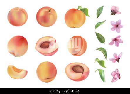 Pesca acquerello. Consistenza e foglia di frutta bianca, cibo naturale estivo su sfondo bianco, fiori rosa, imballaggio alimentare biologico sano che disegna elementi isolati. Intero e mezzo. Set isolato vettoriale Illustrazione Vettoriale