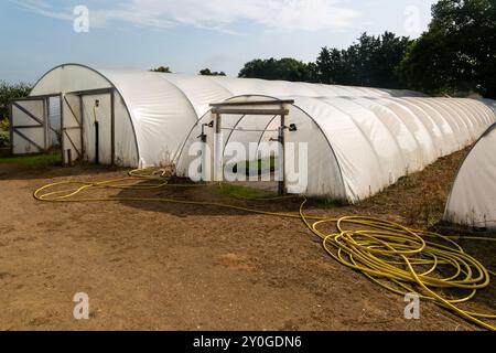 Grandi tunnel in polietilene presso Swanns Nursery Garden Center, Suffolk, Inghilterra, Regno Unito Foto Stock