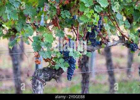 Reife Trauben im Weinberg Detailaufnahme von Weinreben , Deutschland, 02.09.2024, Nahaufnahme von dunkelblauen, reifen Trauben an einer Weinrebe, umgeben von Grünen und teilweise herbstlich gefärbten Blättern im Weinberg. Die Aufnahme zeigt die Schönheit der Weinerntezeit. *** Uve mature in vigna primo piano di viti , Germania, 02 09 2024, primo piano di uve mature di colore blu scuro su un vitigno, circondato da foglie verdi e parzialmente autunnali nel vigneto la foto mostra la bellezza del tempo di vendemmia Foto Stock