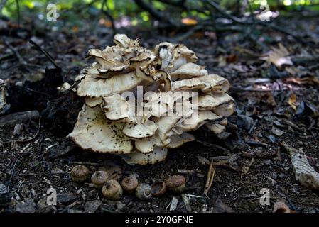 Fungo di cavolfiore in Pennsylvania Foto Stock