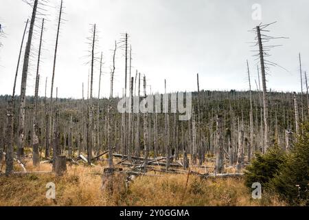Foresta desolata con alberi secchi nelle montagne di Harz, Germania Foto Stock