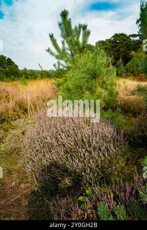 Wahner Heide, Germania. Erica nella riserva naturale tedesca Wahner Heide vicino a Colonia. 30 agosto 2024 Foto Stock