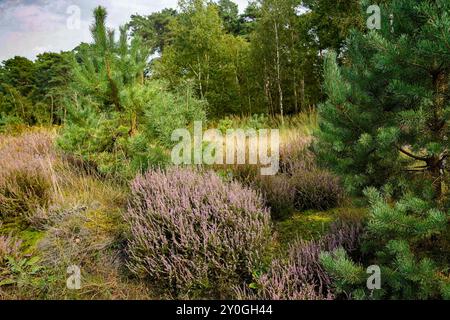 Wahner Heide, Germania. Erica nella riserva naturale tedesca Wahner Heide vicino a Colonia. 30 agosto 2024 Foto Stock