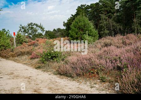 Wahner Heide, Germania. Erica nella riserva naturale tedesca Wahner Heide vicino a Colonia. 30 agosto 2024 Foto Stock