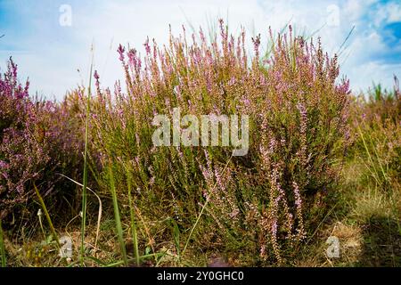 Wahner Heide, Germania. Erica nella riserva naturale tedesca Wahner Heide vicino a Colonia. 30 agosto 2024 Foto Stock