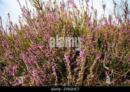 Wahner Heide, Germania. Erica nella riserva naturale tedesca Wahner Heide vicino a Colonia. 30 agosto 2024 Foto Stock