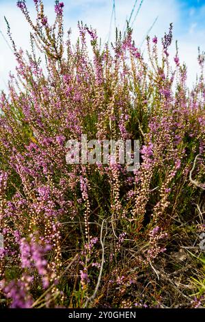 Wahner Heide, Germania. Erica nella riserva naturale tedesca Wahner Heide vicino a Colonia. 30 agosto 2024 Foto Stock