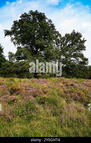 Wahner Heide, Germania. Erica nella riserva naturale tedesca Wahner Heide vicino a Colonia. 30 agosto 2024 Foto Stock