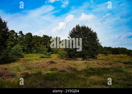 Wahner Heide, Germania. Erica nella riserva naturale tedesca Wahner Heide vicino a Colonia. 30 agosto 2024 Foto Stock