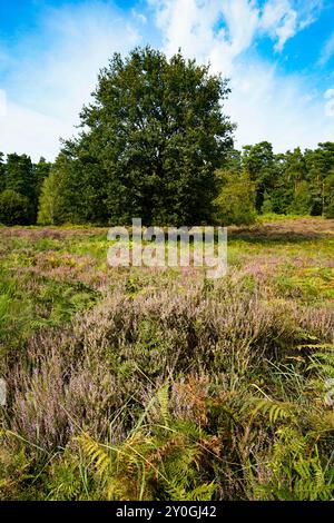 Wahner Heide, Germania. Erica nella riserva naturale tedesca Wahner Heide vicino a Colonia. 30 agosto 2024 Foto Stock