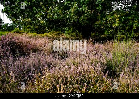 Wahner Heide, Germania. Erica nella riserva naturale tedesca Wahner Heide vicino a Colonia. 30 agosto 2024 Foto Stock