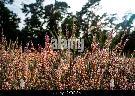Wahner Heide, Germania. Erica nella riserva naturale tedesca Wahner Heide vicino a Colonia. 30 agosto 2024 Foto Stock